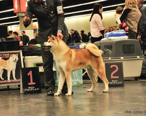 International Dog Show Nürnberg 11.01.2014